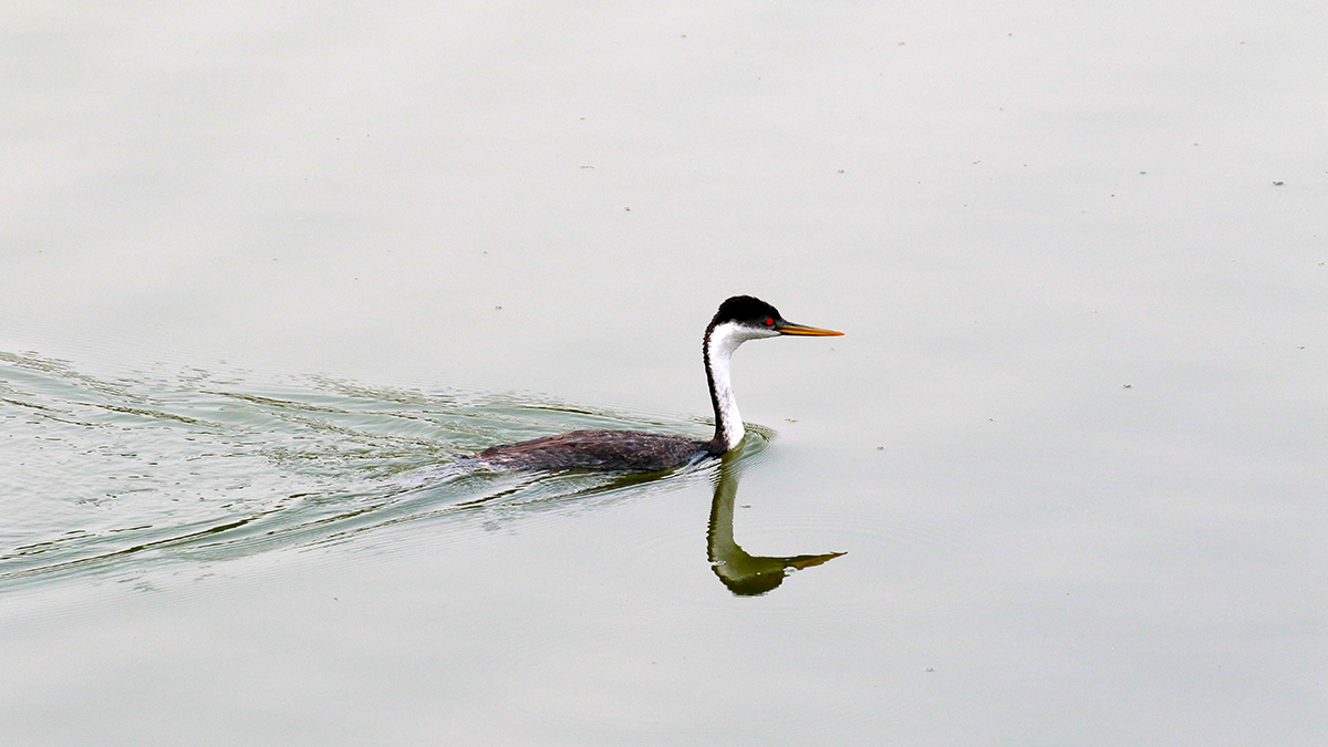 Western Grebe - Zwanenhalsfuut



Western Grebe - Zwanenhalsfuut

